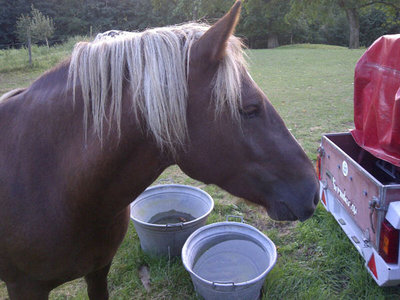 Profil2_Nelli.jpg