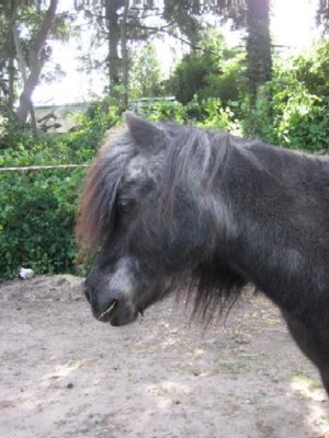 Blacky 2010