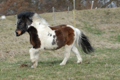 Scheck_Galopp.jpg (64.79 KiB) 2558 mal betrachtet Galopp