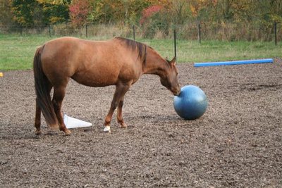 ... Clickerkonditionierung mit dem Pezzi-Ball