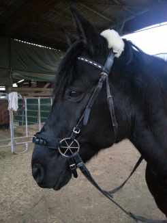 20121118_160313klein.jpg