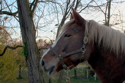 IMG_0622[1].jpg