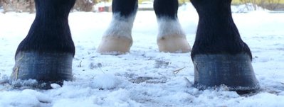 alleHufe.jpg (32.7 KiB) 2345 mal betrachtet von vorn