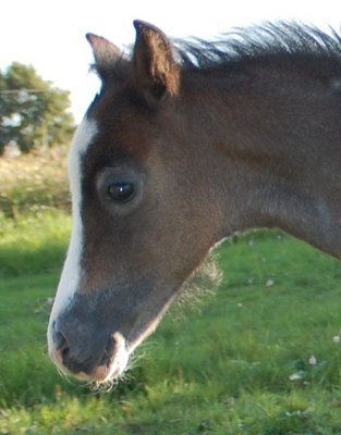 DSC_5111.jpg (108 KiB) 4617 mal betrachtet Als Baby