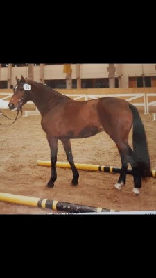 Screenshot_20210909-131032_WhatsApp_resize_65.jpg (19.88 KiB) 3607 mal betrachtet Körung