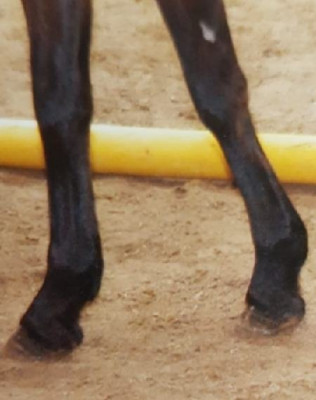 Screenshot_20210909-131057_WhatsApp_resize_4.jpg (28.75 KiB) 3607 mal betrachtet Negative, mediale Wand schon zur Körung?