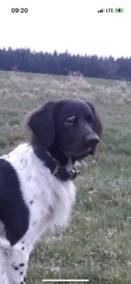 Krü1.jpg (24.37 KiB) 3766 mal betrachtet März 2022