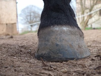 DSCF4811 (600x450).jpg (95.78 KiB) 2039 mal betrachtet Huf hinten links, von vorn