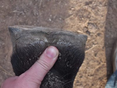 DSCF4807 (600x450).jpg (93.02 KiB) 2039 mal betrachtet Huf hinten links, Draufsicht