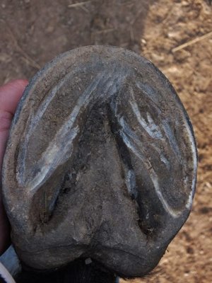 DSCF4806 (450x600).jpg (100.51 KiB) 2038 mal betrachtet Huf hinten links, unten