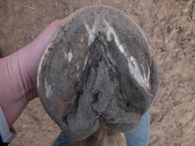 DSCF4812 (600x450).jpg (99 KiB) 2034 mal betrachtet Huf hinten rechts, unten