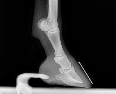 vorne rechts seite 31.01.2011.jpg