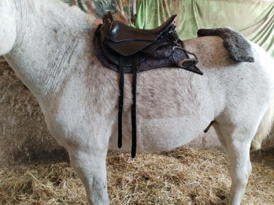 IMG_20240417_113837_copy_800x600.jpg (88.6 KiB) 4831 mal betrachtet Ungegurtet