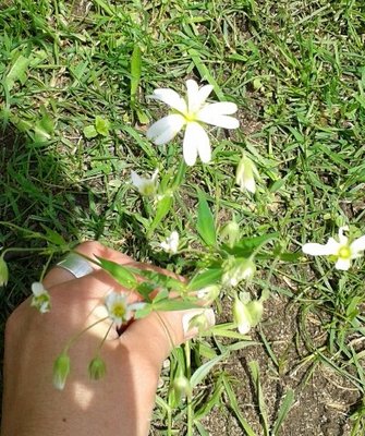 whf Blüte.jpg