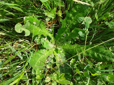 Distel- .jpg