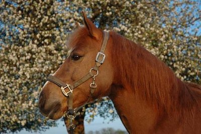 k800dsc0067i5t7hyfnlo[1].jpg