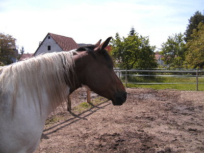 BILD0004a.JPG