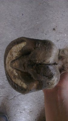 vorne rechts Ballen.jpg