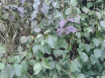 Hecke.jpg