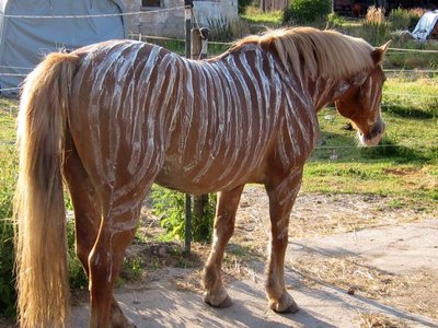 max-zebra.jpg
