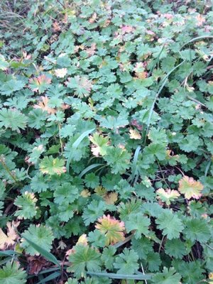 IMG_0854.jpg (186.52 KiB) 1809 mal betrachtet Pflanze