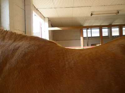 P1030088.1.jpg