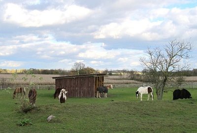 Stjarna mit ihren neuen WG-Kumpels