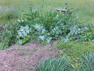 Foto0195.jpg