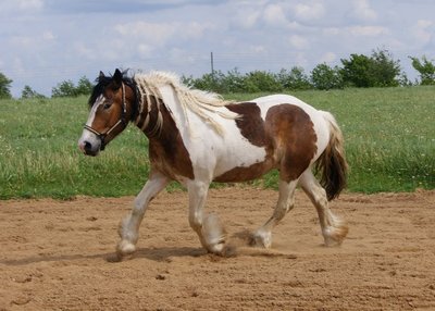 DSC02233klein.jpg