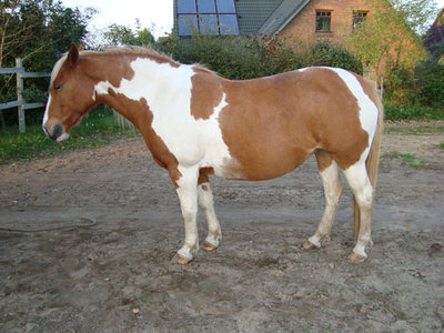 Sommer2010.jpg