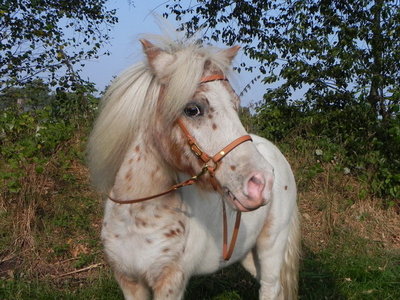 Trense9.jpg (143.65 KiB) 2126 mal betrachtet Trense9.jpg