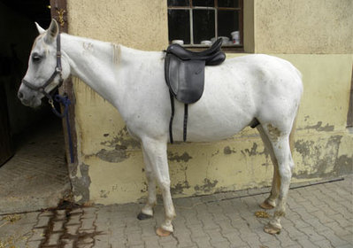 Dressursattel