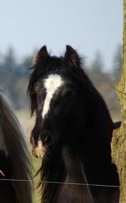 fohlen märz 157barney (Andere).jpg