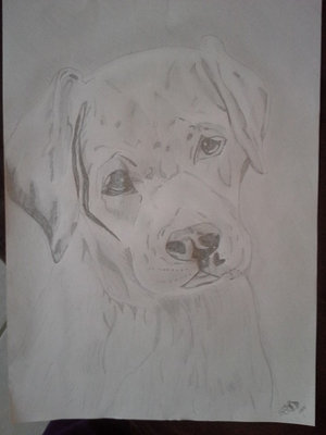 Hund gemalt.jpg