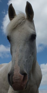 DSCF1091 (305x600).jpg