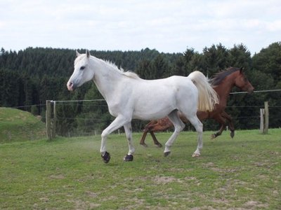 DSCF1003 (500x375).jpg