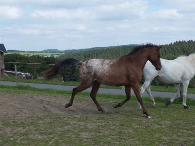 DSCF1007 (500x375).jpg