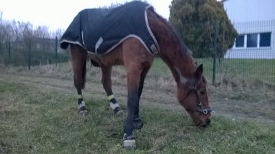 Trabärchen mit Walker unterwegs