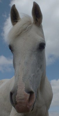 DSCF1091%20(305x600)[2].jpg